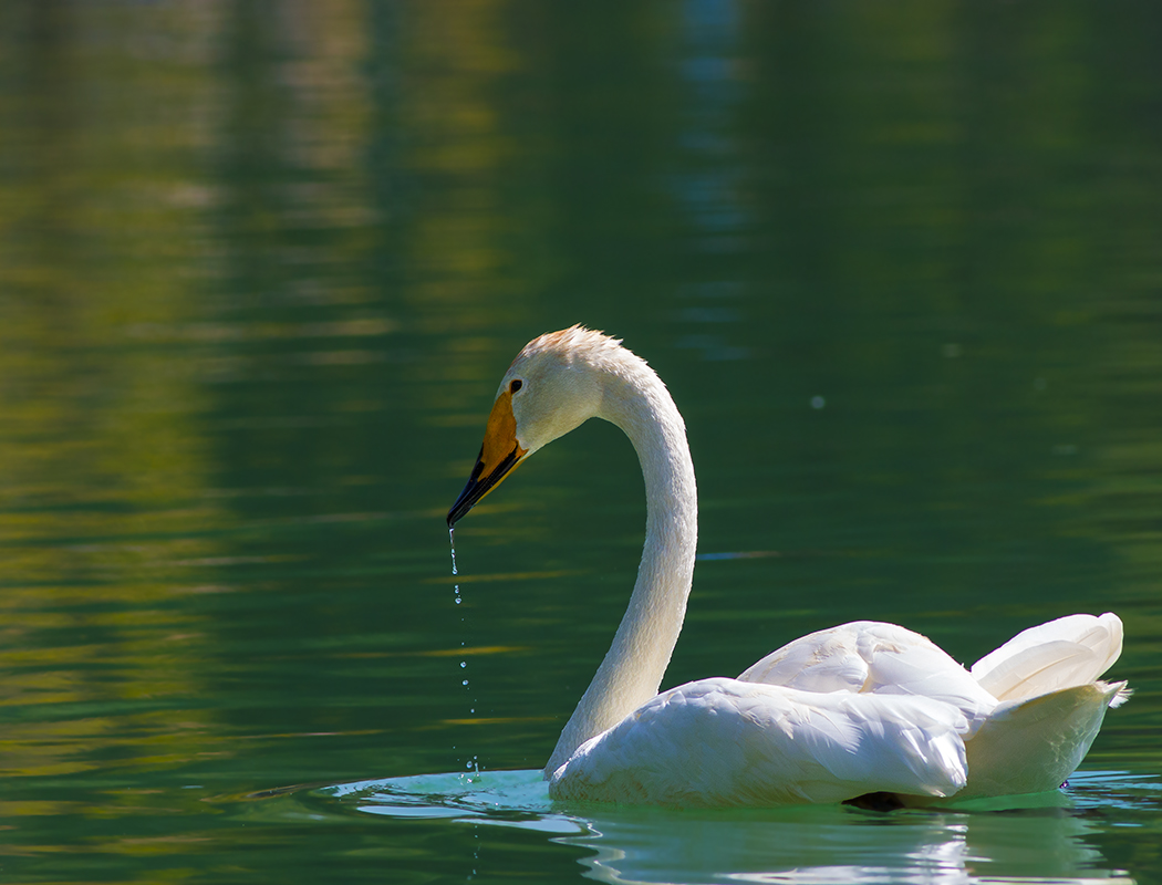 Tundra Swan